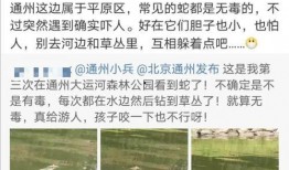 开封大网民最新爆料,揭秘背后惊人真相