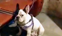 动物最新爆料视频,最新爆料视频揭示不为人知的秘密